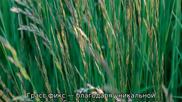 Газонная трава Turfline: описание, семена и характеристики смотреть онлайн