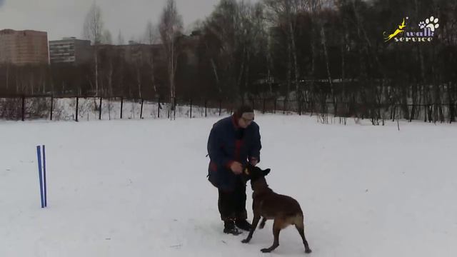 Что такое малинуа, отбор поведения в реальном времени, дрессировка собак смотреть онлайн