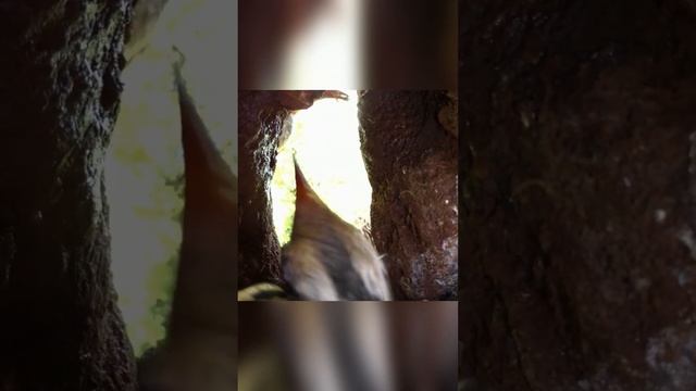 Птица-носорог замуровывает себя в гнезде изнутри! Верная пернатая пара смотреть онлайн