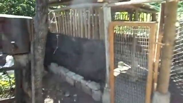 загон для уток (бюджетный) смотреть онлайн