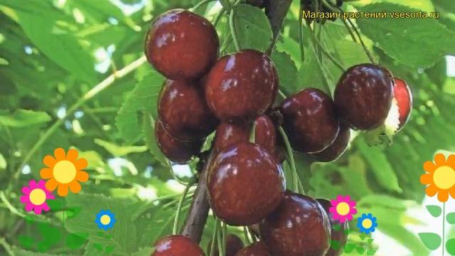 Черешня Теремошка. Краткий обзор, описание характеристик, где купить саженцы prunus avium Teremoshk смотреть онлайн