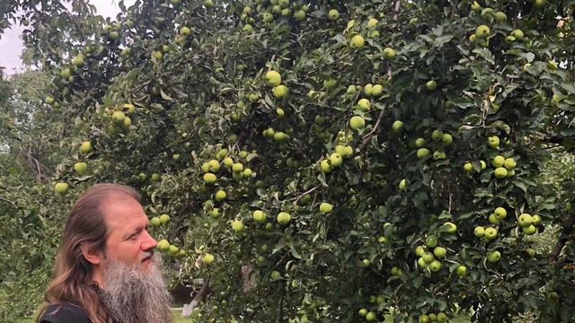 "МОЙ ЗАПУЩЕННЫЙ САД" о.АРТЕМИЙ ВЛАДИМИРОВ. Читает АННУШКИН В.И. смотреть онлайн
