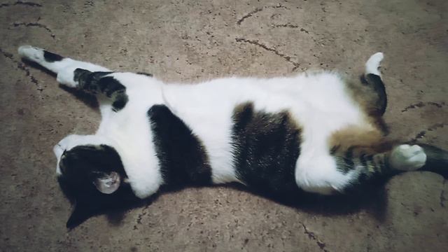Моя котейка