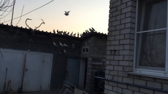 #Pigeons.Вот чем нужно пропоить и кормить голубей.