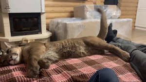 Пума Месси и говорящий хвост.