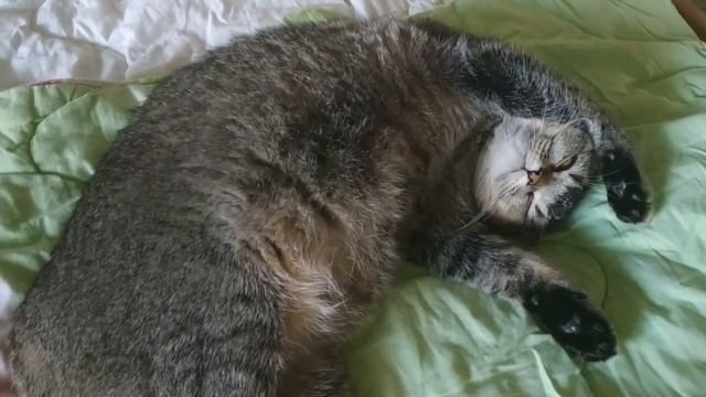 Котята шевелятся в животе у кошки, пока она спит. Шевеление котят у беременной кошки смотреть онлайн