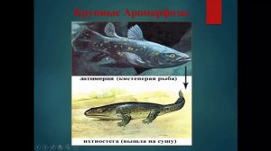 Биология. 9 класс. Основные направления эволюции. Людмила Ивановна. Profi-Teacher.ru