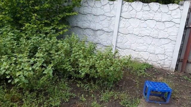 Мой любимый ОГОРОД в середине мая???#огород#посевная#теплица#овощи#клубника#выращиваниеовощей#томат смотреть онлайн