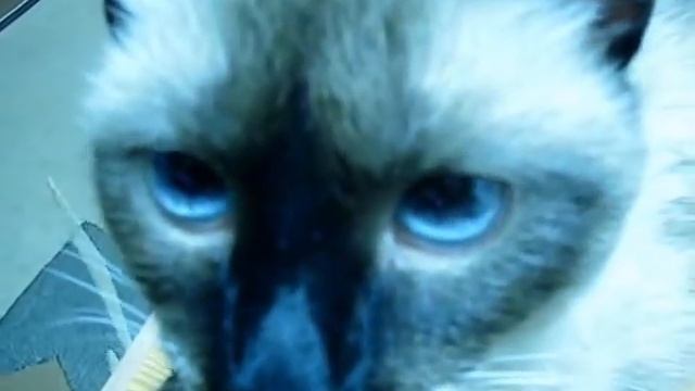 У кота флегматичное настроение. смотреть онлайн