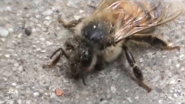 Sony HandyCam Test DCR-SX45 смотреть онлайн