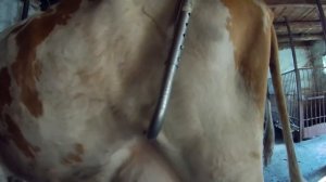 КАК СПРАВИТЬСЯ С КОРОВОЙ, ЕСЛИ ОНА ЛЯГАЕТСЯ И БРЫКАЕТСЯ? АНТИ-БРЫК  ОБЗОР И ПРИМЕНЕНИЕ