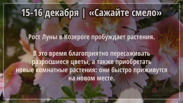 Декабрь 2020 г. | Лунный календарь комнатных растений смотреть онлайн