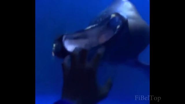 Это фиаско, Братан! И еще 50 отличных видео) смотреть онлайн