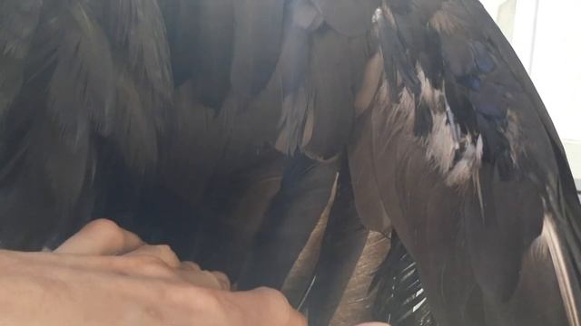 Минутка анатомии чёрного ворона. Рост нового оперения и язык. смотреть онлайн