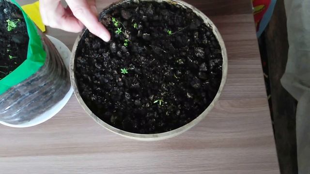 Экспиримент с комнатными растениями смотреть онлайн