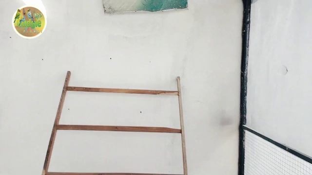 White Java Business Plan || Java Sparrow Breeding setup || Java Finch Colony ||bird farming busines смотреть онлайн