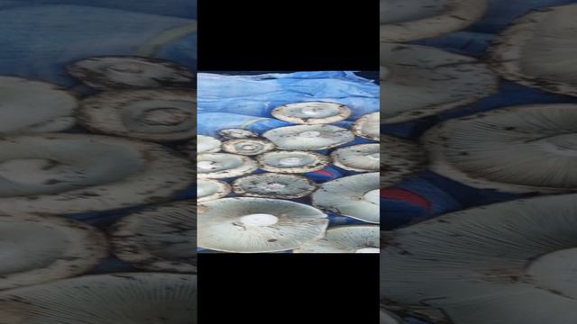 тихая охота по белячкам 31.08.2024