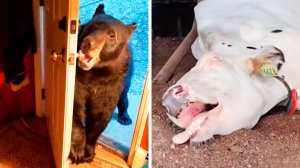 Популярное из Тик Ток (101 часть)