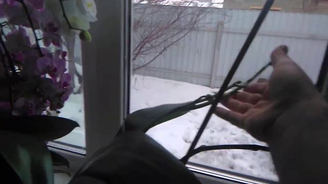 Как я закрепила цветоносы у Орхидеи 👍🤗 смотреть онлайн