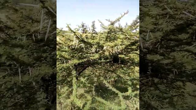 Trees with strong roots prevent soil erosion. смотреть онлайн