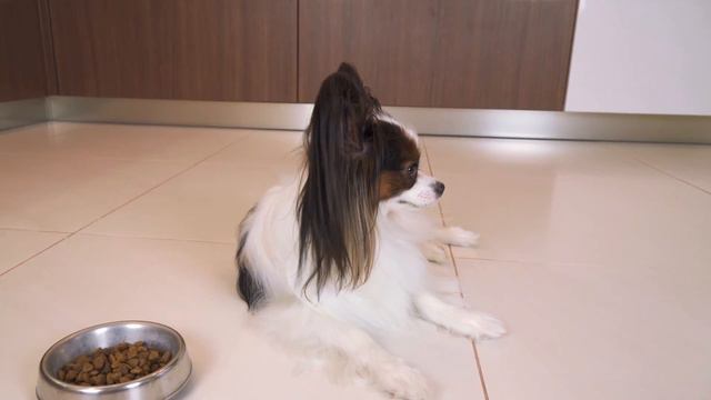 ВМЕСТЕ ТЕСНО, а врозь скучно! Веселый ЮКИ и ПОСЛОВИЦЫ смотреть онлайн