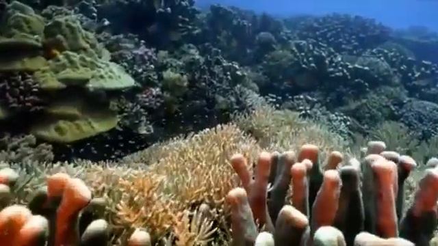 Коралловый риф смотреть онлайн