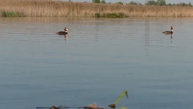 Колония чомг 160503 4k Новомичуринск Чомги плавают, выныривают, ныряют хорошо смотреть онлайн