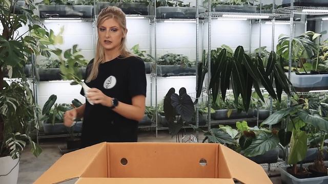 Unboxing RARE VARIEGATED Plants смотреть онлайн