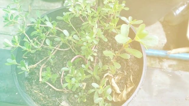 Krokot/Portulaca Oleracea