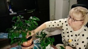 Фикус Бенджамина самый легкий способ размножения  черенками