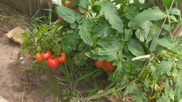 Томат Верочка. отзыв. смотреть онлайн