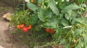 Томат Верочка. отзыв.