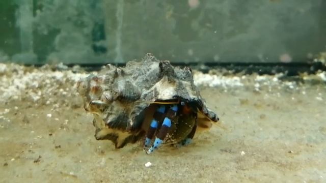 Отшельник синелапый смотреть онлайн