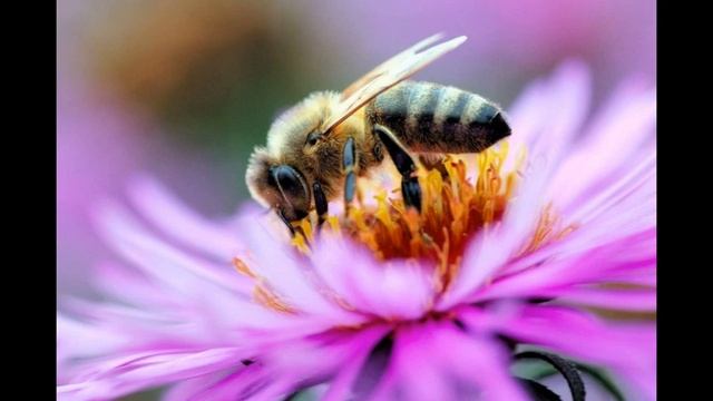 Карпатская порода пчел или «Карпатка» является практически универсальной породой. для пчеловодство смотреть онлайн