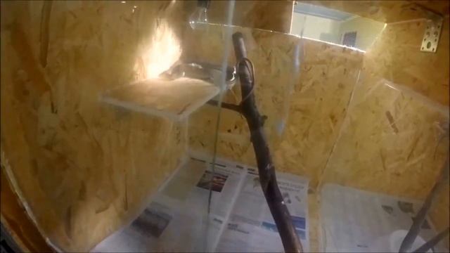 Уборка в террариуме с черной мамбой смотреть онлайн