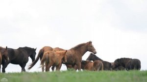 Мустанги в России. Заповедник Ростовский, остров Водный