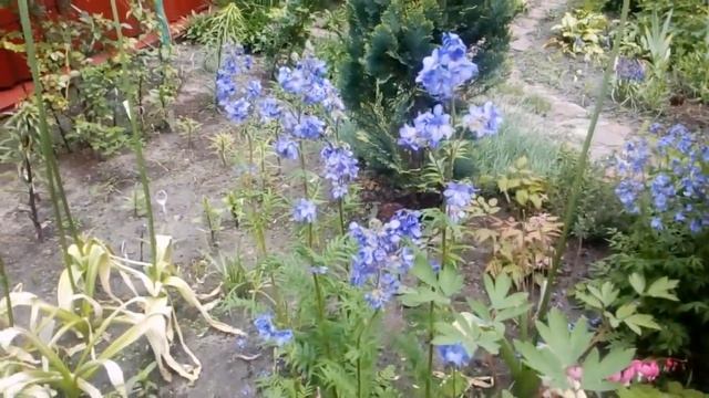 Мой любимый сад15 мая2019.Княжики,деревовидные пионы, азалии, рододендроны,бордюрные ирисы.# мой са смотреть онлайн