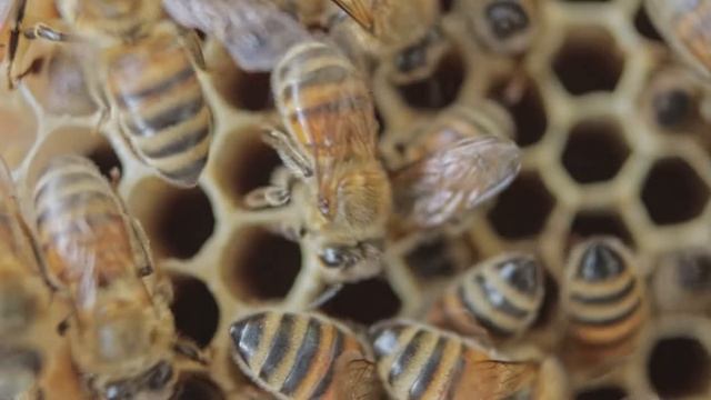 Fun Facts You Didn't Know About Animals | Animal Curiosities смотреть онлайн