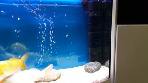 Аквариум карпы кои