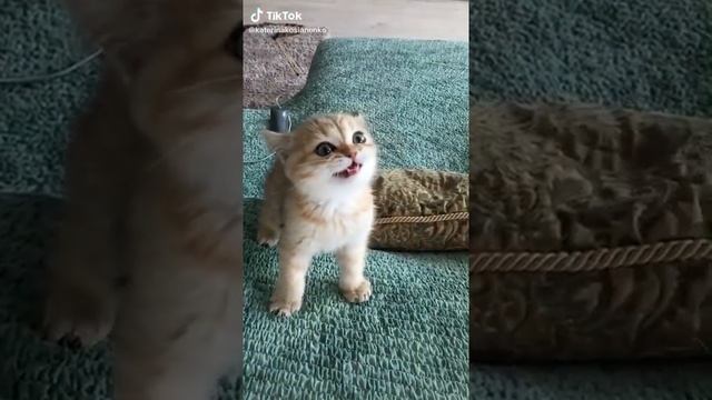 как делает тигр смотреть онлайн