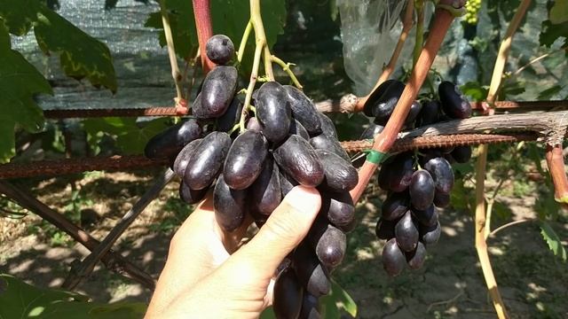 Виноград сорт " Велика " смотреть онлайн