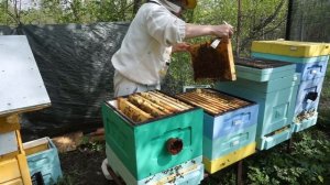 Молочная сыворотка для пчёл. Роение или тихая смена?