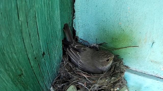 Серая мухоловка кормит птенцов в гнезде ~ Gray flycatcher feeds chicks in the nest [13-06-2019]