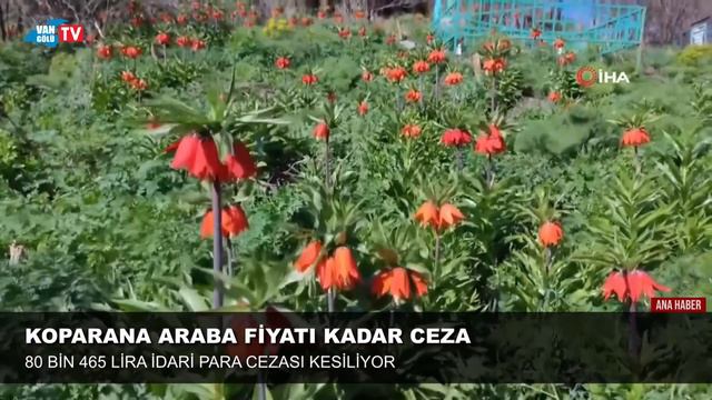 Bu çiçeği Koparan, Araba Fiyatı Kadar Ceza ödüyor