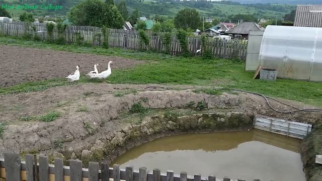У бройлерят все хорошо! У цыплят с мамкой все отлично! За кем бегает гусак Сынок?