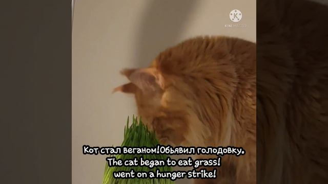 My cat is an Alcoholic! How did this happen? 1 part! смотреть онлайн