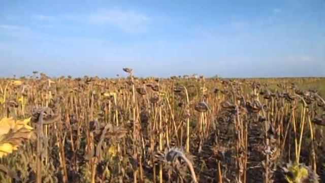 САМВЕЛ КУПИЛ САРАЙ. СТАЛИНКА С ПЛЕСЕНЬЮ И ДЫРКОЙ В ПОТОЛКЕ. ЧТО ДЕЛАТЬ ДАЛЬШЕ смотреть онлайн