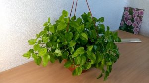 Аптения, уход и содержание