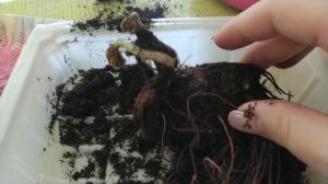 Готовлю грунт | Сажаю астильбу из Фикс Прайс