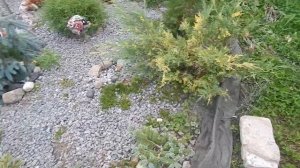 БОРДЮР ИЗ ЦЕМЕНТА И ТРЯПОК,ОКОНЧАНИЕ РУЧЬЯ.ХВОЙНЫЕ,РОЗЫ,МНОГОЛЕТНИКИ